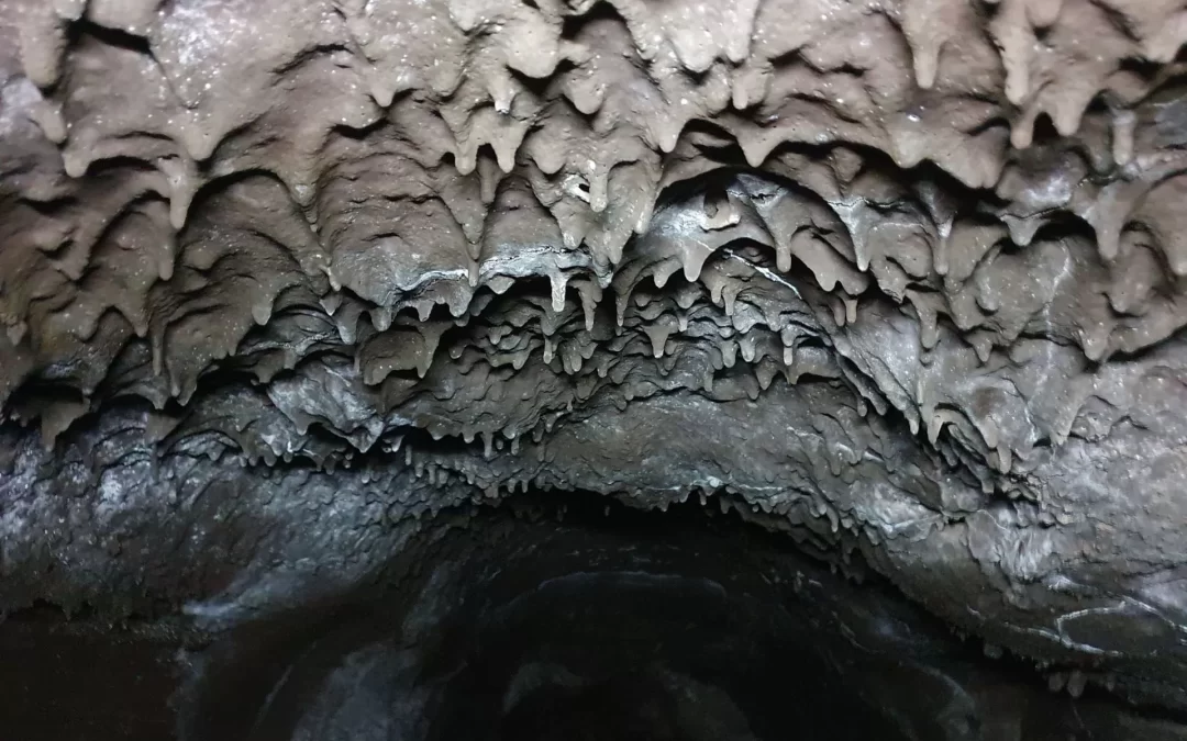Dents de chien dans la grotte de Serracozzo