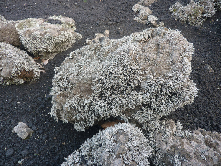 Le lichen Stereocaulon vesuvianum vu de près